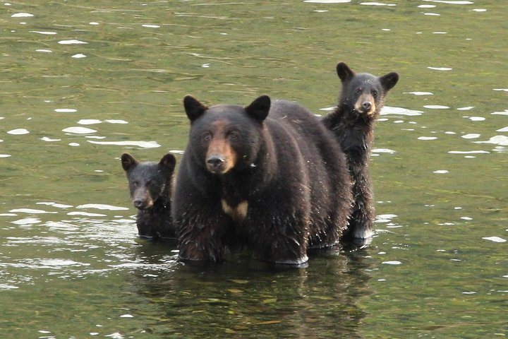 Brown Bears at viewing area